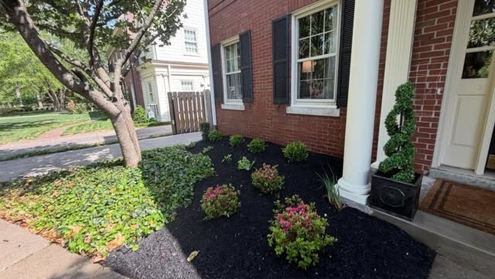 A finished front planting bed at a brick house, freshly edged and covered in dark mulch, with flowering shrubs and a small tree.